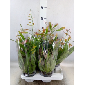 Rhipsalis   ...