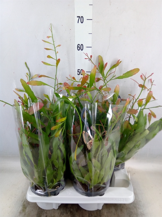 <h4>Rhipsalis   ...</h4>