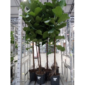 Ficus lyrata
