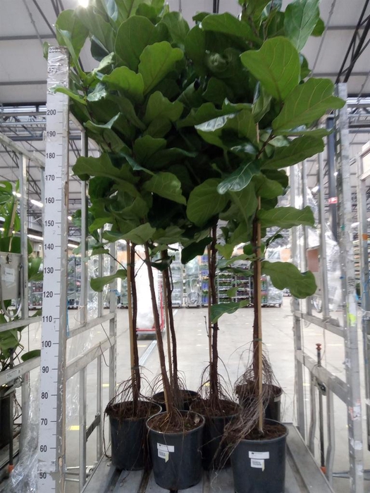 <h4>Ficus lyrata</h4>