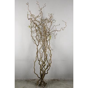 Corylus (2-jarig)