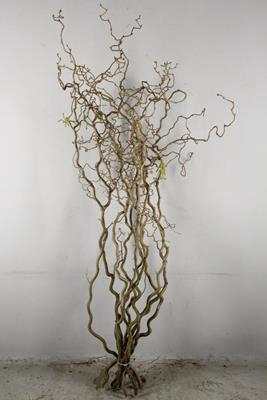 <h4>Corylus (2-jarig)</h4>