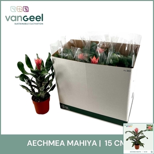 AECH OV