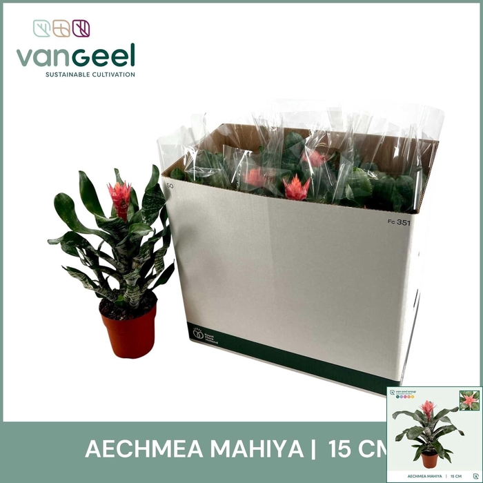 <h4>AECH OV</h4>