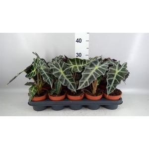 Alocasia amazonica 'Polly'