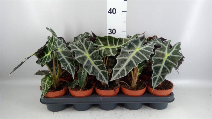 <h4>Alocasia amazonica 'Polly'</h4>