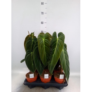 Philodendron melanochrysum