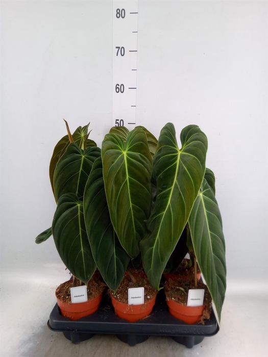 <h4>Philodendron melanochrysum</h4>