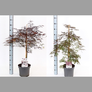 ACER OV