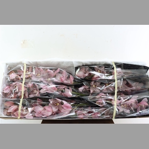 Cymb Light Pink 12/15 Bl Per Tak