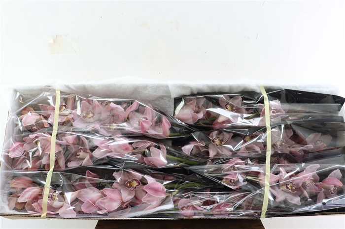 <h4>Cymb Light Pink 12/15 Bl Per Tak</h4>