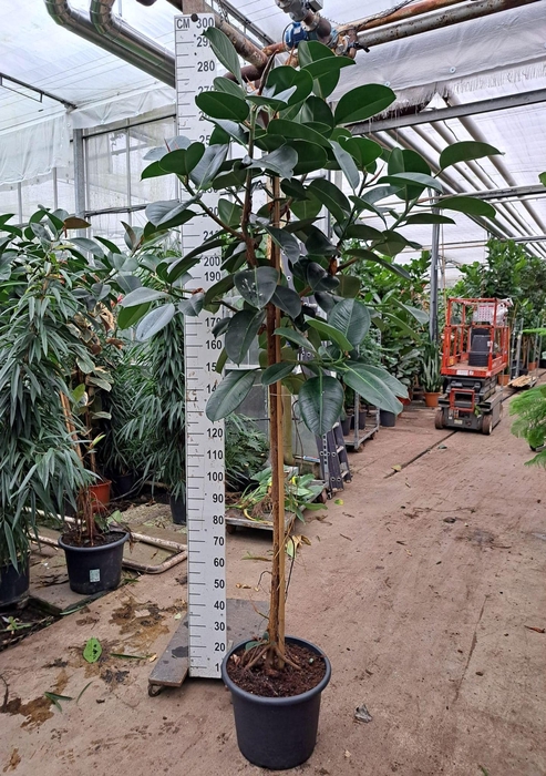 <h4>Ficus Elastica Robusta stam 270</h4>