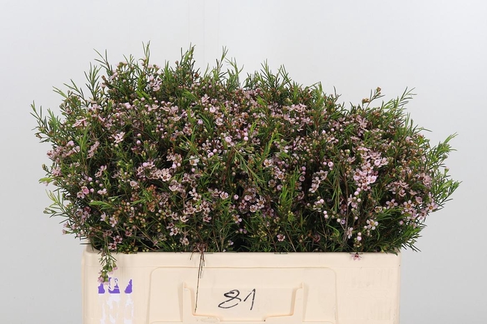 <h4>Chame Un Romi</h4>