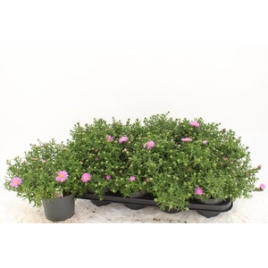 ASTER D AL LIGH PINK