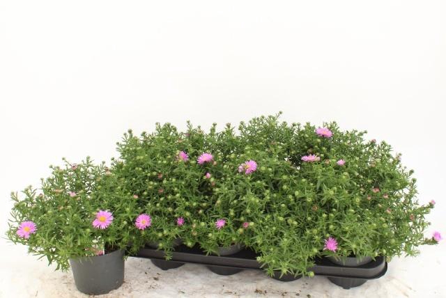 <h4>ASTER D AL LIGH PINK</h4>