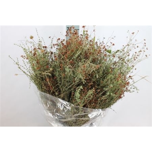 Thym Falso Wild 350 Gram