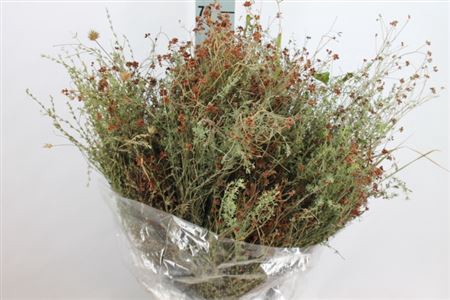 <h4>Thym Falso Wild 350 Gram</h4>