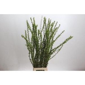 Prunus Glandulosa Alba Plena