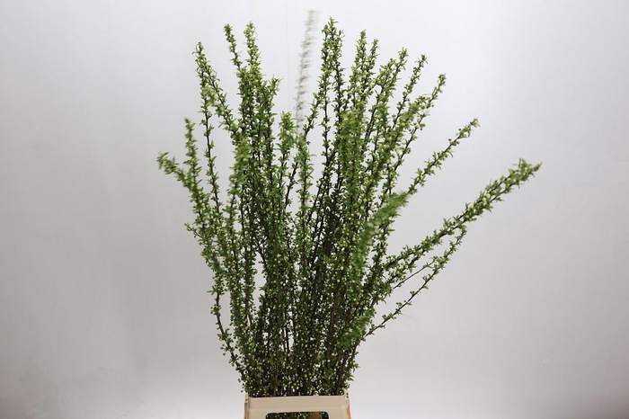 <h4>Prunus Glandulosa Alba Plena</h4>