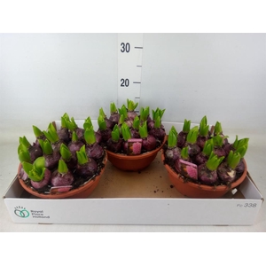 Hyacinthus orie. 'Pearl Pink'