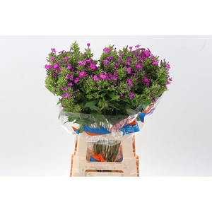 Phlox P Sky Eyes