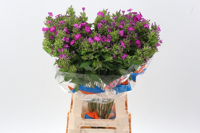 <h4>Phlox P Sky Eyes</h4>