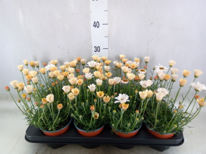 <h4>Rhodanthemum hosm. 'Zagora Yellow'</h4>