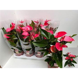 Anthu An Melito 7+ Extra