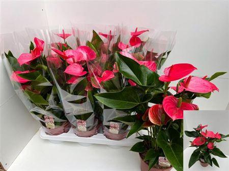 <h4>Anthu An Melito 7-8+++</h4>