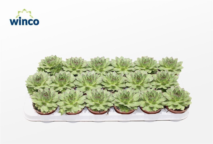 Sempervivum Tectorum