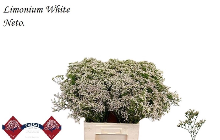 <h4>LIM WHITE NETO</h4>