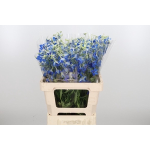 Delphinium