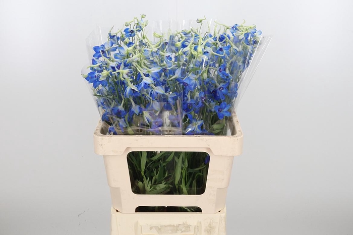 <h4>Delphinium "volkerfrieden"</h4>