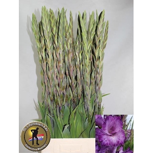 GLAD GR MAUVE MUSE