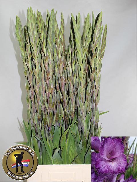 <h4>GLAD GR MAUVE MUSE</h4>