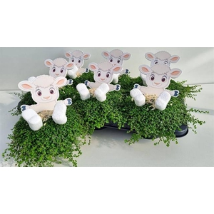 Soleirolia soleirolii green 13Ø 20cm