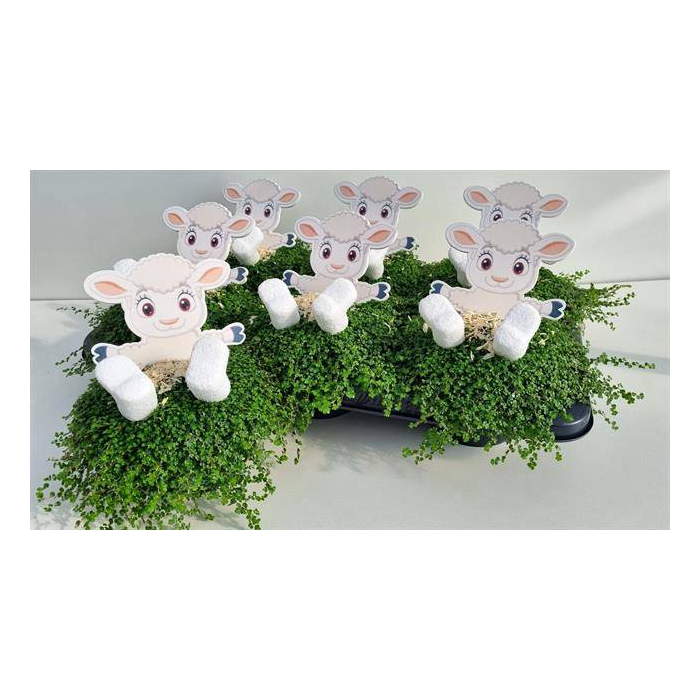 <h4>Soleirolia soleirolii green 13Ø 20cm</h4>