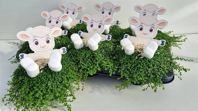 Soleirolia soleirolii green 13Ø 20cm