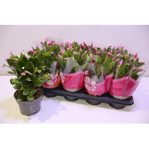 arr8 Schlumb Gem 4 Kl In Pot