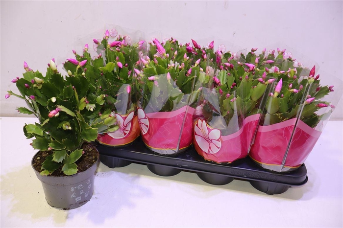 <h4>arr8 Schlumb Gem 4 Kl In Pot</h4>