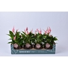 Anthurium Lilli in bolpot goud