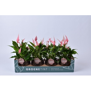 Anthurium Lilli in bolpot goud