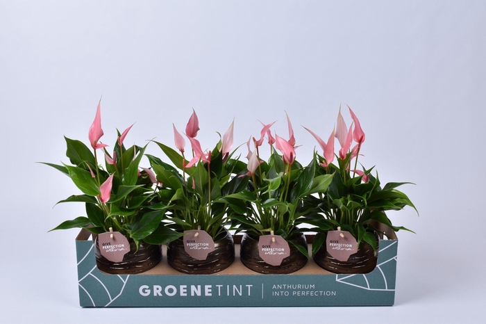 <h4>Anthurium Lilli in bolpot goud</h4>