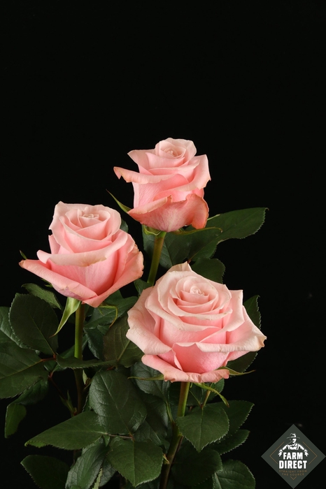 <h4>R GR BE SWEET</h4>