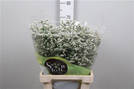 <h4>Lim Sin Mountain Diamond White</h4>