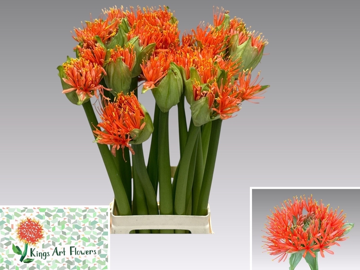 <h4>SCAD ORANGE WONDER</h4>