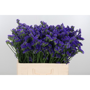 Limonium Crystal Dark Blue