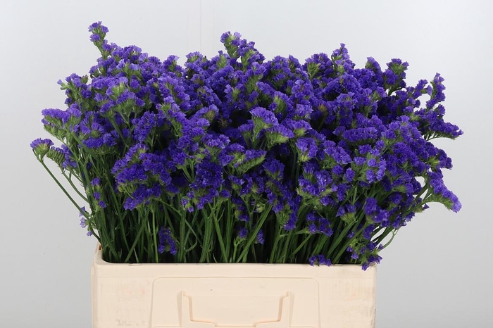 <h4>Limonium Crystal Dark Blue</h4>