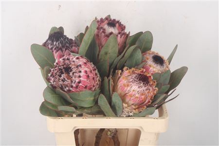 <h4>Protea Barbigera</h4>