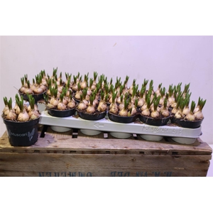 arr8 Muscar Blue Magic